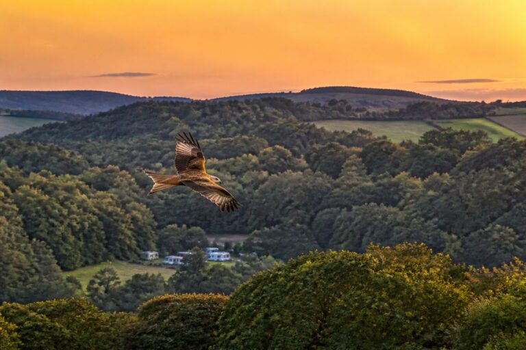 Red kite over the valley